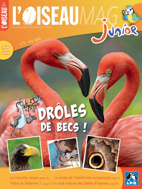 L'OISEAU MAG Junior n°3 - Drôles de becs