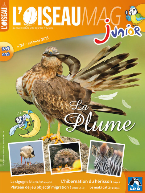 L'OISEAU MAG Junior n°24 - La plume